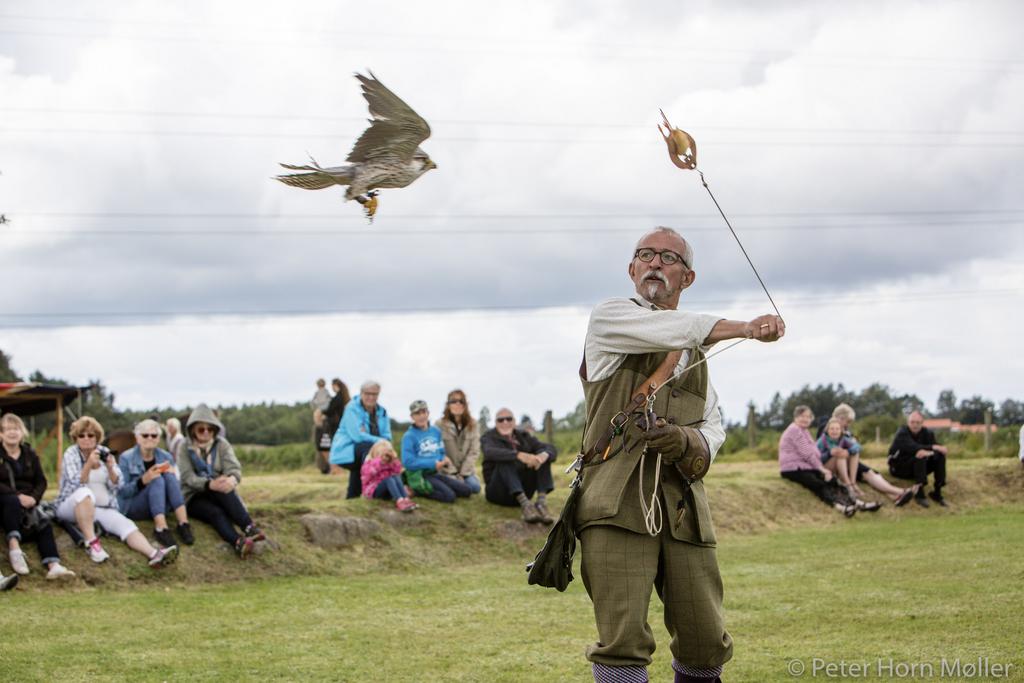 Falkoner Frank Skårup og lannerfalken Berit. Foto: Peter Horn Møller. Æbleholt Kloster i august 2017