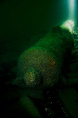 Kanon her var det første, der mødte marinarkæologerne. Foto: Morten Johansen, Vikingeskibsmuseet
