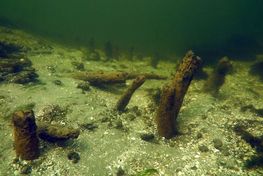 Dykkerundersøgelse af pælespærring i Guldborgsund udføres af Vikingeskibsmuseets marinarkæologer.
