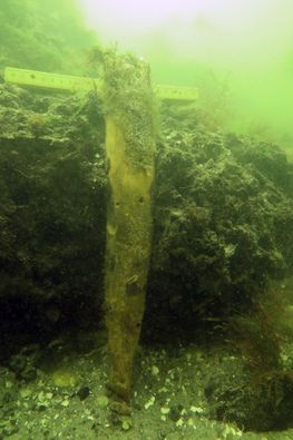 Det undersøiske forsvarsanlæg består af tusindvis af tilspidsede pæle, der er sat skråt ned i bunden af det smalle sund. De mange tusind pæle står tæt i bælter på 15-18 meters bredde over et 700 meter langt stræk. 