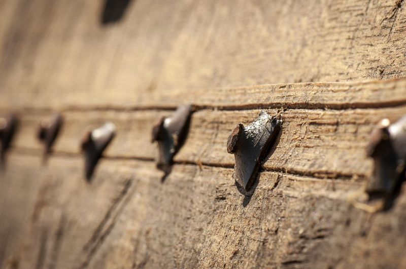 Iron in the Viking ships rivets and roves Vikingeskibsmuseet i Roskilde