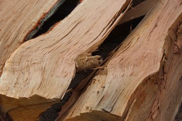 A large knot at the end of the log put up a bit of the fight but eventually gave up and the piece was split into eighths.