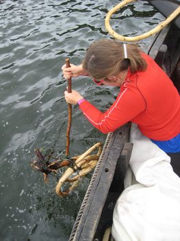 Lea tager den nye vidje, der har ligget i blød, op af havnen.
