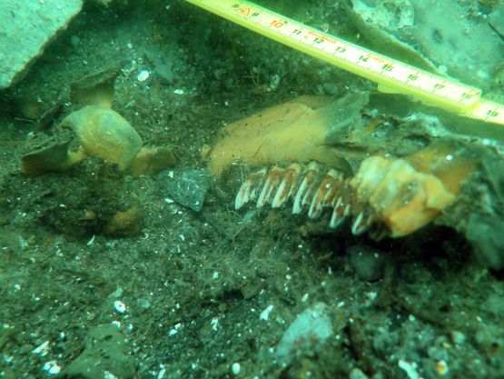 Knoglematerialet fra bopladsen er udsædvanligt velbevaret. Her ses en kæbe og en ryghvirvel fra en kronhjort netop suget fri på bunden. Foto: Daniel Dalicsek, Vikingeskibsmuseet.