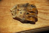 Mellem det velbevarede knoglemateriale finder vi stykker med spor af bearbejdning. Ledenden af skinnebenet fra en kronhjort med tydelige skæremærker fra en flintkniv. Den lange, lige del af knoglen har været anvendt som råmateriale til benredskaber so Mellem det velbevarede knoglemateriale finder vi stykker med spor af bearbejdning. Ledenden af skinnebenet fra en kronhjort med tydelige skæremærker fra en flintkniv. Den lange, lige del af knoglen har været anvendt som råmateriale til benredskaber so