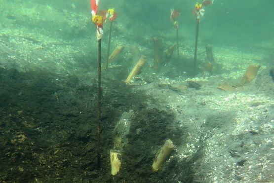 Marinarkæologer fra Vikingeskibsmuseet finder fiskeanlæg - et fiskegærde - fra stenalderen i Guldborgsund.