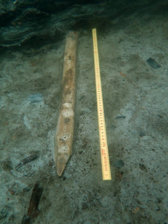 Marinarkæologerne har her fritlagt en ang, tilspidset hasselstage. Måske rester af stenalderfolkets fiskesystemer. Foto: Thomas Nygaard Andersen
