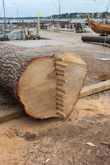 A line is cut into the root end of the oak using an axe and small wedges are inserted. 