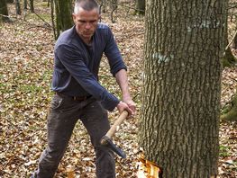 The Viking Ship Museum builds a new reconstruction of a Skuldelev ship. Logger cutting down oak tree with hand axe.