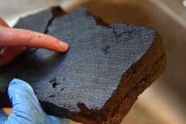 Dendro sample. Photo: Alva McGowan. Dendro sample. Photo: Alva MacGowan.