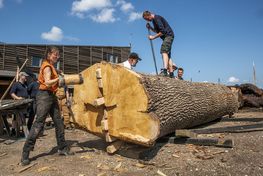 Vikingeskibsmuseets bådebyggere kløver en 10,5 meter lange egestamme lige som vikingetidens bådebyggere gjorde det for 1.000 år siden – med køller, kiler og muskelkraft. Kløvningen starter tirsdag den 11. juli kl. 10