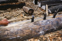 Kløvning af fyrretræ til skibet 'Ottar' en rekonstruktion af vikingeskibet Skuldelev 1. Copyright: Vikingeskibsmuseet i Roskilde.