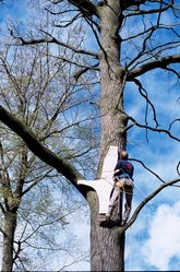 Bådebyggeren har en skabelon med oppe i træet, for at finde frem til den perfekte form til sit kølsvin. Foto: Werner Karrasch, Vikingeskibsmuseet