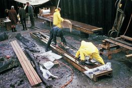 Excavation skuldelev ships. Viking ship museum