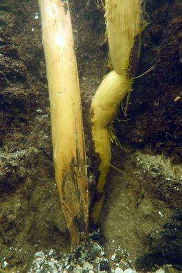 Pælene er med tiden er blevet helt bløde og deformerede under vægten af vandet og sætninger i dyndet. Derfor er flere af pælene zig-zag formede, hvilket også antyder en vis alder. Foto: Andreas K. Bloch