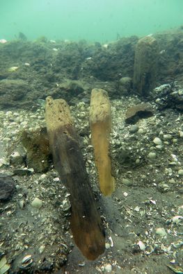 Marinarkæologerne fra Vikingeskibsmuseet har  fundet en række tilspidsede pæle, der er nedrammet i havbunden, skråt ud fra kysten i Guldborgsund.