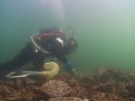 A marine archaeologist examines the wreck of Delmenhorst in the Fehmarnbelt off Rødbyhavn. Photo: Morten Johansen / Viking Ship Museum