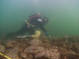 A marine archaeologist examines the wreck of Delmenhorst in the Fehmarnbelt off Rødbyhavn. Photo: Morten Johansen / Viking Ship Museum