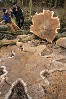 Tree felling in Vallø Woods - Skuldelev 5