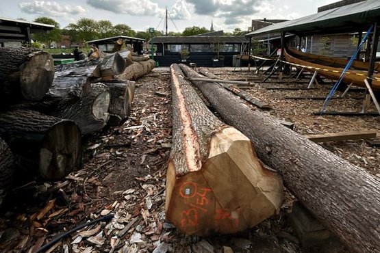 Materialet fra egestammen skal bruges til byggeriet af det 17 meter lange krigsskib Skuldelev 5, som bådebygerne arbejder på i øjeblikket. Foto: Martin Dael