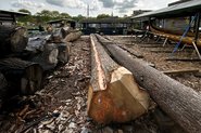 Materialet fra egestammen skal bruges til byggeriet af det 17 meter lange krigsskib Skuldelev 5, som bådebygerne arbejder på i øjeblikket. Foto: Martin Dael