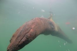 Spantet måler 220 cm og er 22 cm højt og 20 cm bredt og marinarkæologerne bjærgede det for at kunne få det undersøgt nærmere, blandt andet for at få en datering. 