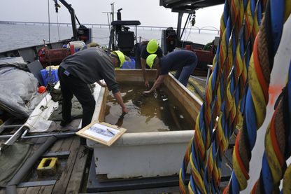 Skibsdelene placeres i vandkar for ikke at udtørre. 