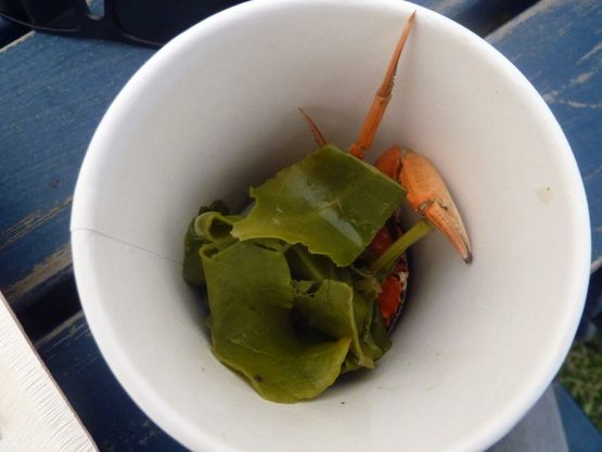 Crab, and sea kale soup.