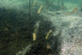 Kort før jul kunne arkæologerne takke af i Guldborgsund med helt nye resultater fra udgravningen af et imponerende fiskeanlæg – et kompliceret system af fiskeredskaber - fra bondestenalderen.