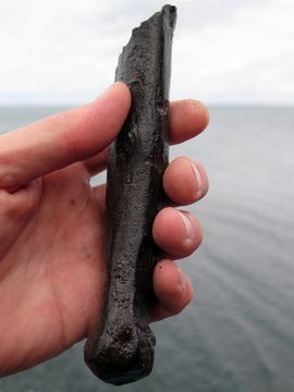 Efter økseskaftet er kommet til overfladen ses den omhyggelige forarbejdning tydeligt – og skaftet ligger stadig godt i hånden… Foto: Morten Johansen, Vikingeskibsmuseet. Efter økseskaftet er kommet til overfladen ses den omhyggelige forarbejdning tydeligt – og skaftet ligger stadig godt i hånden… Foto: Morten Johansen, Vikingeskibsmuseet.