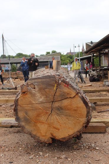 The split works its way along the length of the log. The yellow line marks the spot at which Birger estimated the split would occur. He was close... 