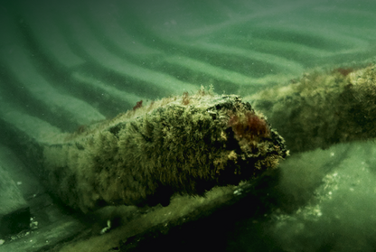 After lying hidden and forgotten on the seabed for centuries, the two ships saw the light of day again in 2023 when the marine archaeologists at the Viking Ship Museum excavated and raised them from the depths of Svælget. Photo: Morten Johansen.