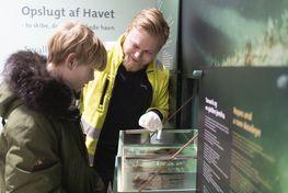 I Marinarkæologernes Værksted kan du blive klogere på de fund, arkæologerne udgraver fra den danske havbund. Foto: Jacob N. Andreassen