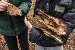 Et hold kommer tilbage med favnen fuld af bark. Et andet hold kommer slæbende med en stor sten.